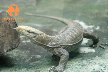 Mua Bán Kỳ Đà Giống Tại TP.HCM Uy Tín, Chất Lượng Cao